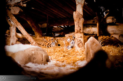 Zoo Lights - December 2009 >  Zoo Lights-14