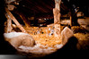 SmugMug > keywords > tiger > Zoo Lights - December 2009 >  Zoo Lights-14
